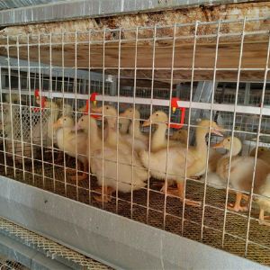 養(yǎng)鴨設(shè)備龍門(mén)式上料機(jī)